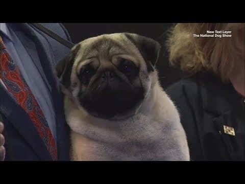 Vito the Pug wins Best in Show at the 2024 National Dog Show