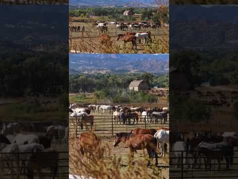 20,000 Wild Horses to be Rounded Up