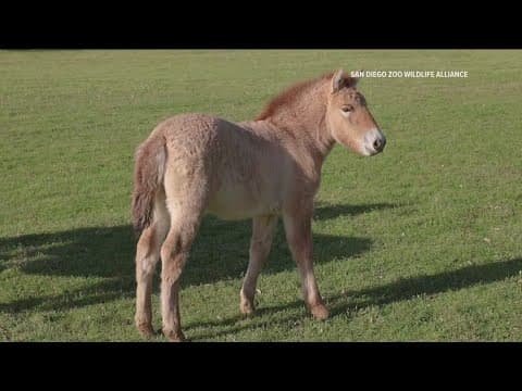 Scientists clone a second Przewalski Horse