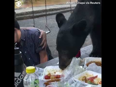 Black bear crashes family picnic #shorts