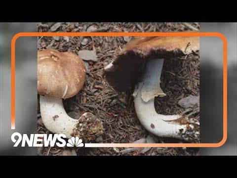 Colorado officially welcomes a state mushroom
