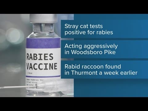 Stray cat in Frederick County tests positive for rabies