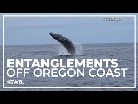 OSU researchers looking to protect whales from entangling in fishing gear off Oregon Coast