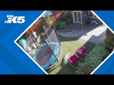 Footage shows coyote chasing child in Portland backyard