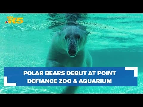 Twin polar bears to debut at Point Defiance Zoo & Aquarium Thursday