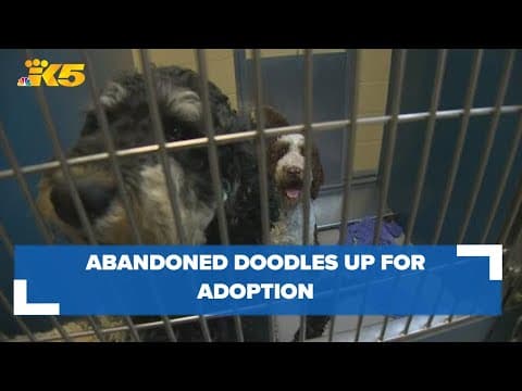 Doodles dumped in Ferndale will soon be up for adoption