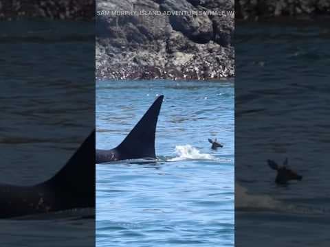 Bigg’s orca swims past black-tail deer near Battleship Island in San Juans #shorts
