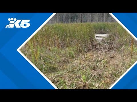 Police: Teens rob Tumwater pot shop, lead authorities on chase ending in nearby swamp