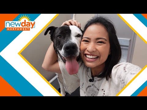 Seattle receives animals from Los Angeles to reduce shelter capacity caused by wildfires - New Day N