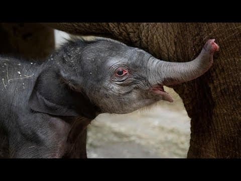 It’s a girl! Columbus Zoo welcomes first baby Asian elephant of the year