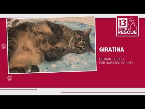 Pets of the Week: 12-9-2023