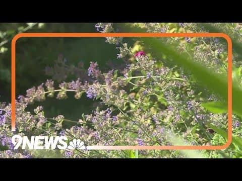 Proctor's Garden: Tidy up your perennials