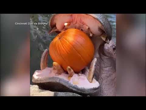 Hippo at Cincinnati Zoo crushes pumpkin in one bite