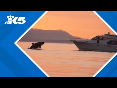 Driver of boat that drove through pod of killer whales agrees to $1,000 fine