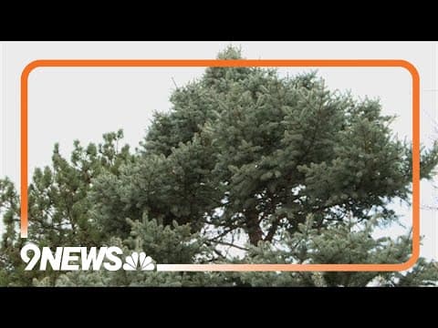 Protect your Christmas trees and evergreens