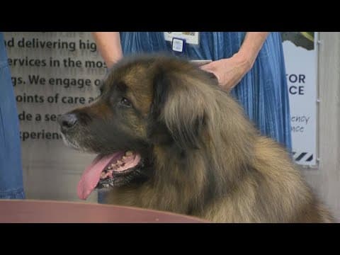 Retirement party held for man's best friend