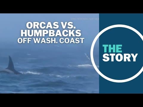 Video captures orcas sparring with humpback whales off Washington coast