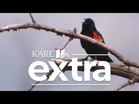 KARE 11 Extra | Minnesota's Bird Decline