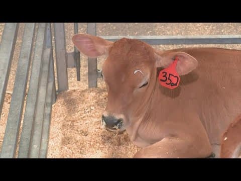 Meeting 'udderly' adorable baby cows | 10TV Day at the Ohio State Fair