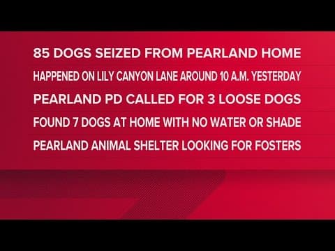 More than 80 dogs seized in Pearland after several allegedly found left outside with no shade, water