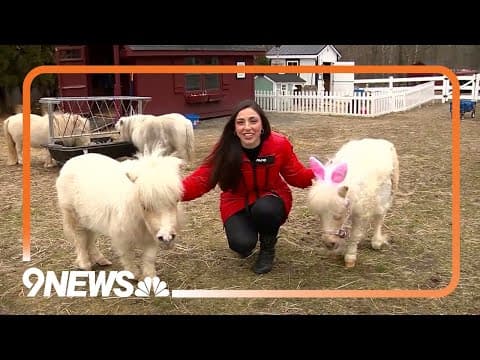 Mini horse 'Peaches' competes for Cadbury bunny title