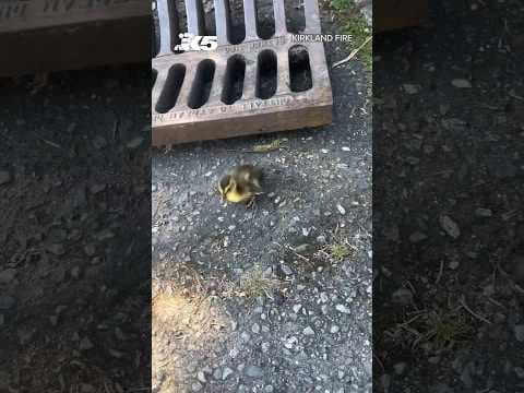 Ducklings rescued from storm drain by Kirkland firefighters