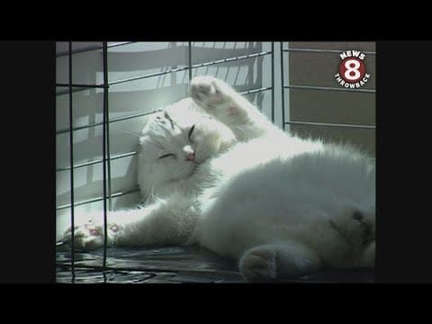Cat Show at the Del Mar Fairgrounds 2000