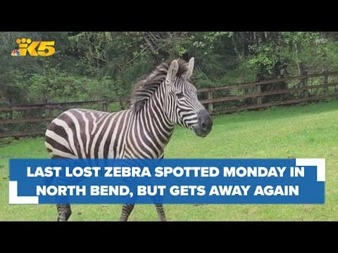 Last lost zebra spotted Monday in North Bend, but again got away