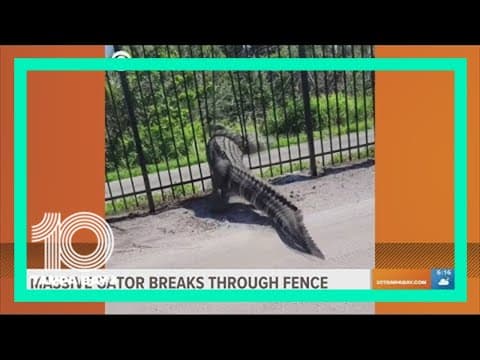 Massive alligator pries open metal fence