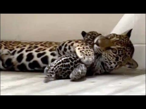 Watch: Mama jaguar playfully paws, nips at new cub at Houston Zoo