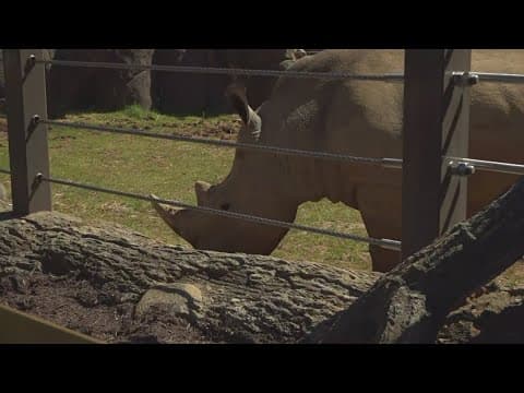 Zoo Knoxville to unveil Rhino Reserve with Southern White Rhinos