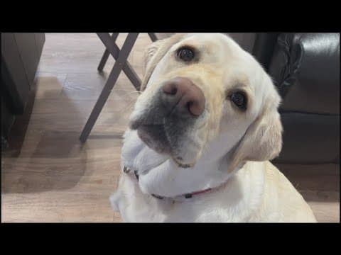 Meet one fire department's new personality hire