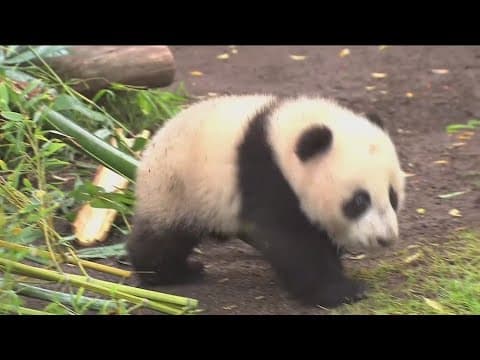 It's panda-monium in San Diego!