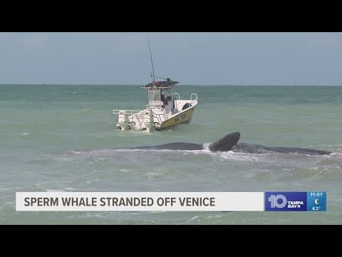 Sperm whale stranded off Venice