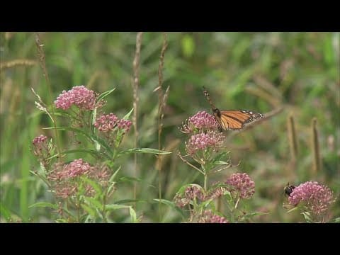 Blendon Township residents speak out against proposed native landscaping regulations