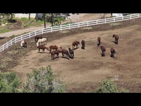 Controversy surrounds operator of horse ranch under investigation by animal services