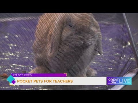 A teacher’s pet