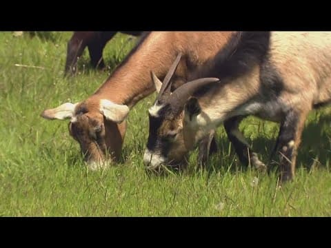 Why did the goats cross the road?