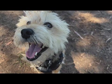 San Diego County considers public database of dangerous dogs