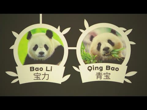 Giant pandas coming back to DC