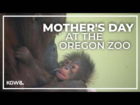 Celebrating an orangutan mom for Mother's Day at the Oregon Zoo