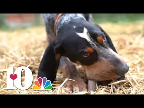 Smokey XI will only be running through the "T" at the beginning of games