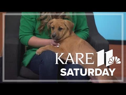 Puppy foster parents needed!