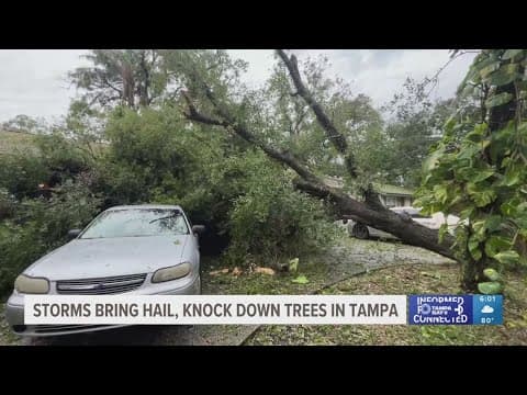 Storms bring hail, knock down trees in Tampa