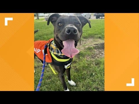 Pets of the Week: 7-19-2025