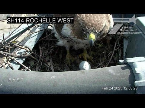 WATCH: Mama hawk returns to nest near Texas highway camera with new egg