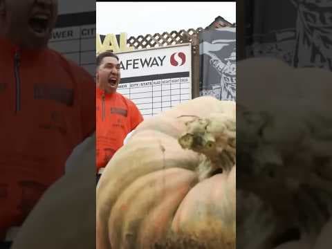 Go big or gourd home: Minnesota man breaks world record for heaviest pumpkin