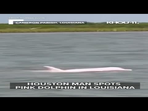 It's a pink dolphin! Houston man spots rare sight in Louisiana #short