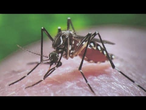 Invasive 'ankle biter' mosquitos detected in San Diego