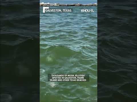 Moon jellyfish 'as far as the eye can see' in Galveston, Texas #shorts